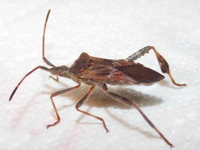 Coniferious-seed-bug-interior-pest-arrest