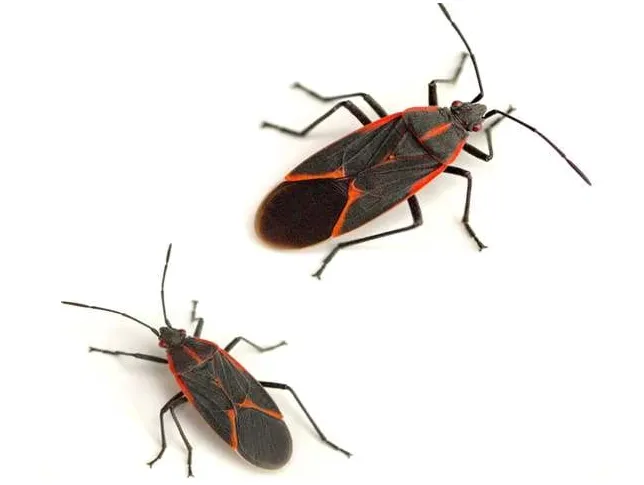 Maple-Bug-interior-pest-arrest