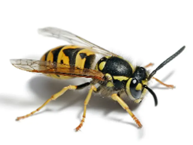 WASP-interior-pest-arrest