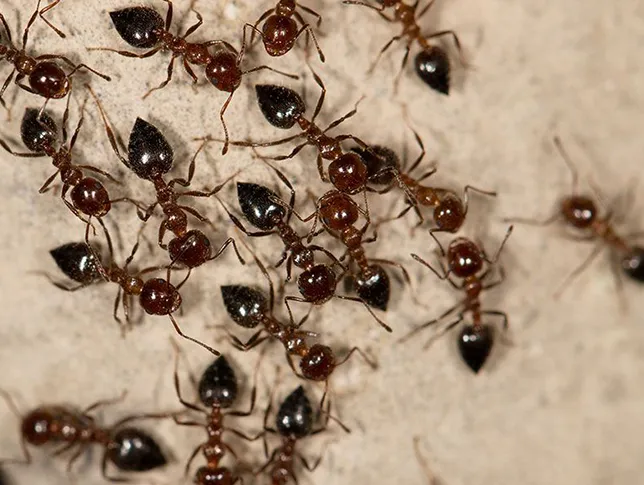 ant extermination carpenter ants control