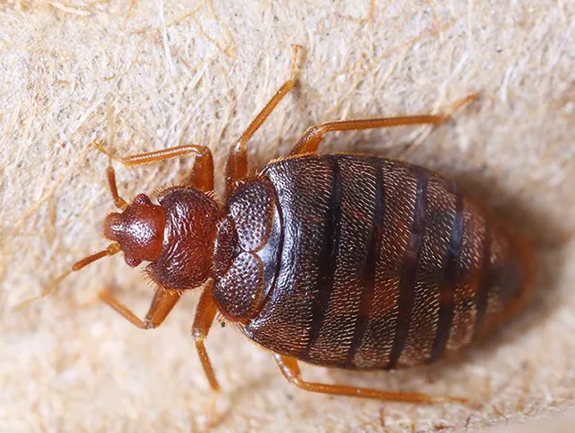 bedbug2-interior-pest-arrest