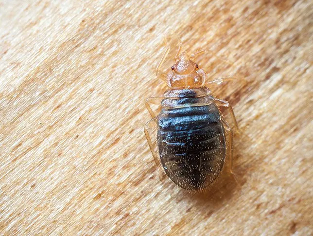bedbugs-interior-pest-arrest