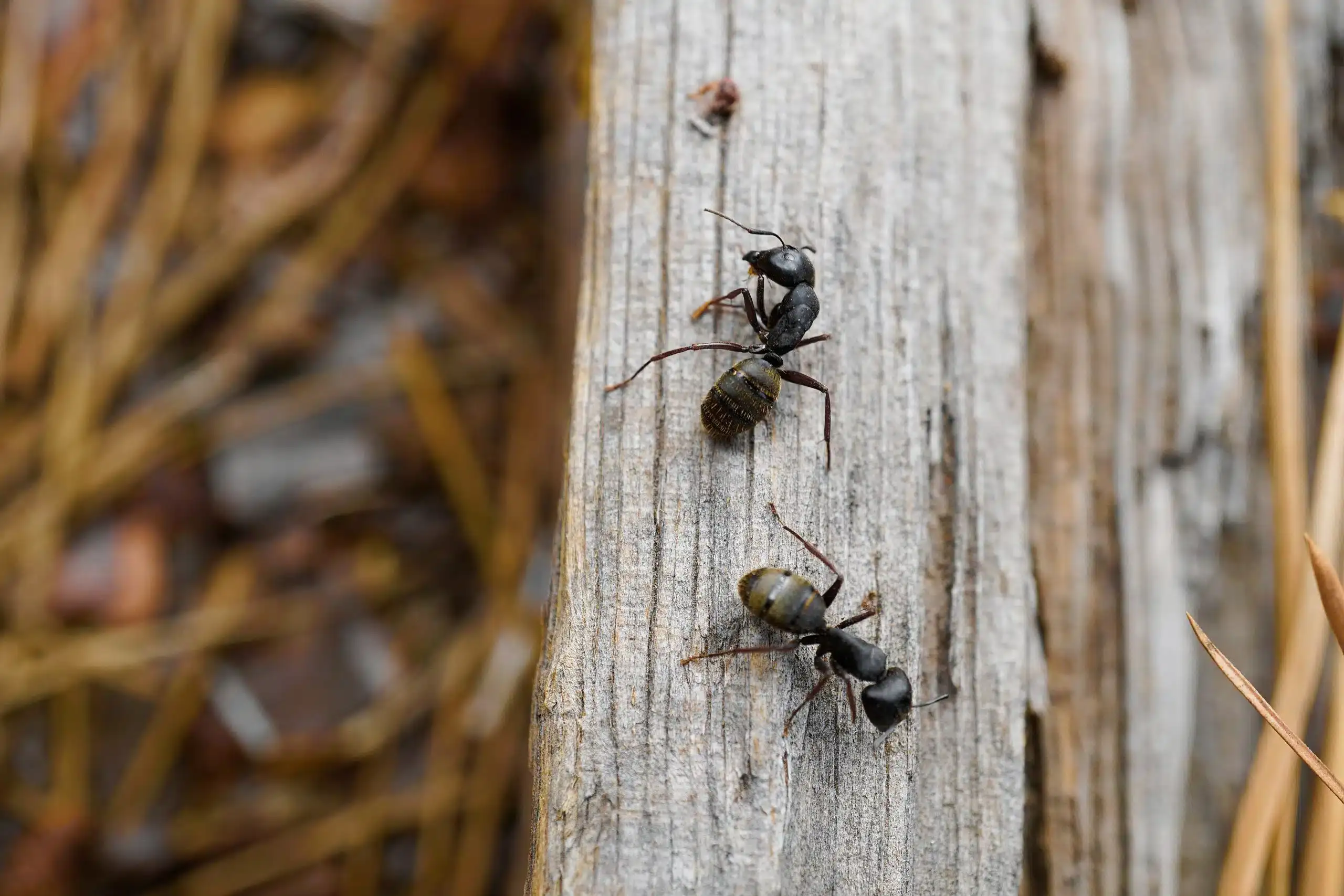 black-ants-scaled-interior-pest-arrest