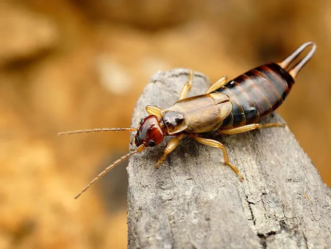bug2-interior-pest-arrest