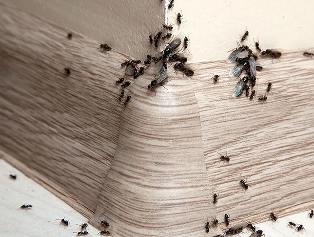 flies-interior-pest-arrest