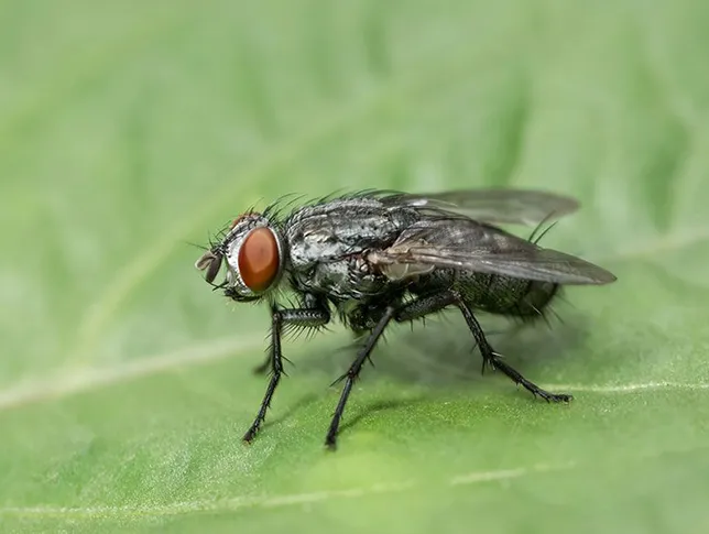 fly-interior-pest-arrest