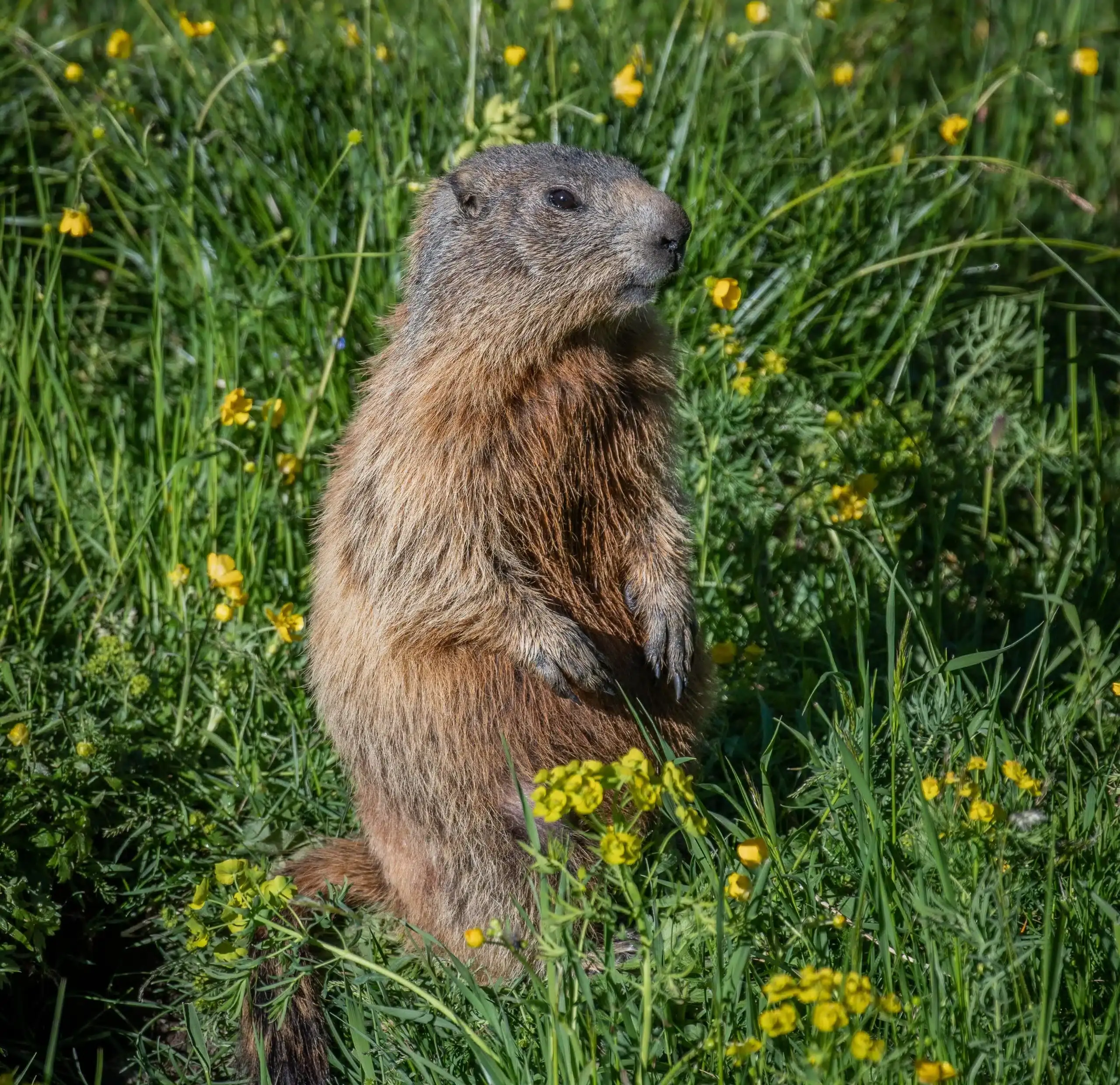 marmot-scaled-interior-pest-arrest