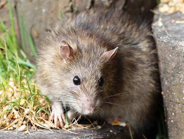 mice and rats hiding in tree stump