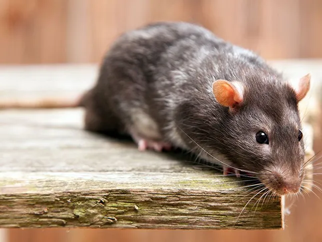 rodent2-interior-pest-arrest