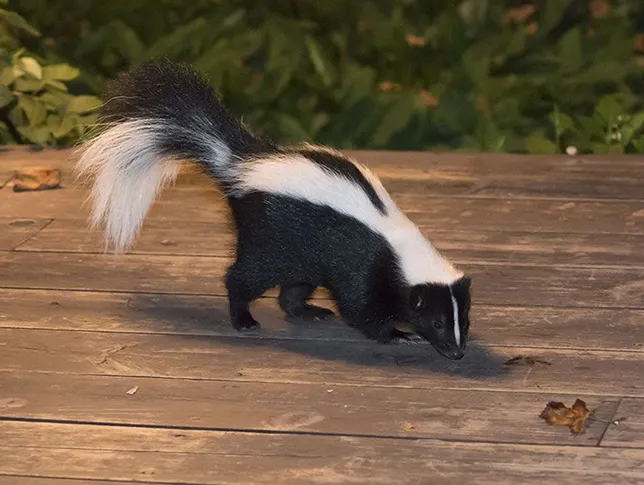 skunk-interior-pest-arrest