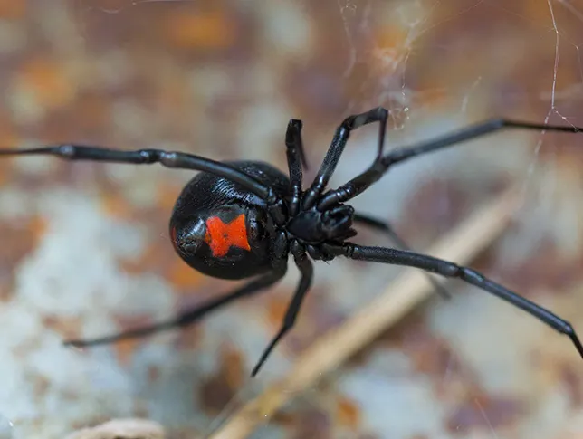 spider2-interior-pest-arrest