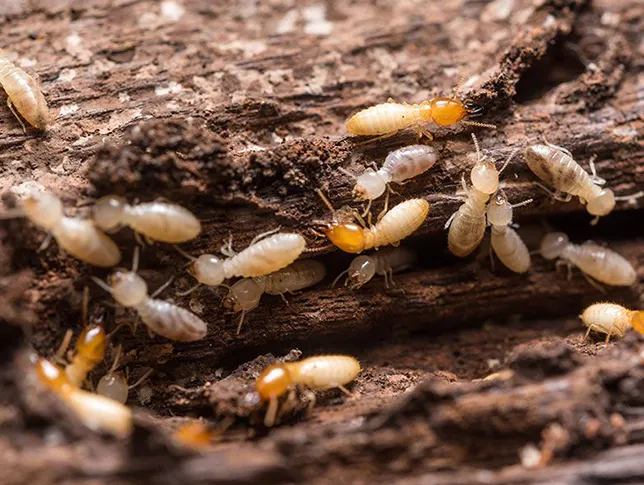 termites-interior-pest-arrest