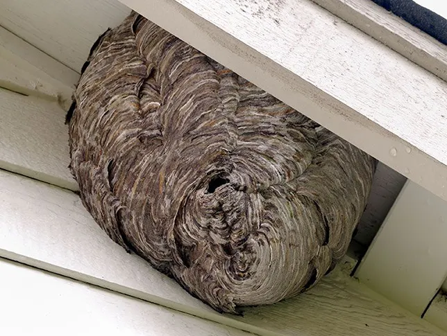 waspnest-interior-pest-arrest