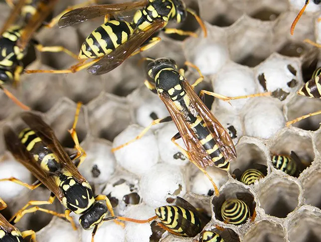 wasps-interior-pest-arrest